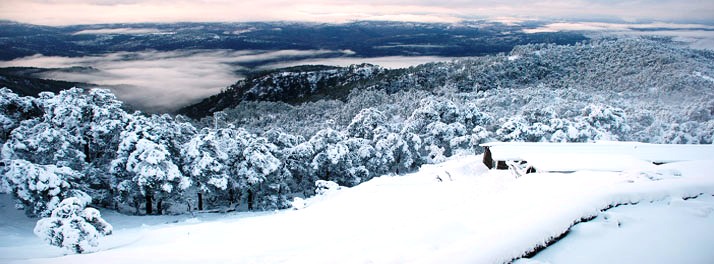 2066/Tree of Life Grand Oak Manor - Binsar 13.jpg